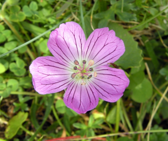 Geranium austroapenninum (=G.cinereum)